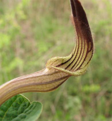 carnivora o no? no, Aristolochia sp.